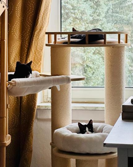 Drei schwarz-weisse Katzen liegen auf verschiedenen Ebenen eines Kratzbaums der vor einem Fenster steht. Durch das Fenster ist im Hintergrund eine Tanne zu sehen. Neben dem Fenster hängt ein goldgelber Vorhang mit einer Musterung aus weissen Punkten.