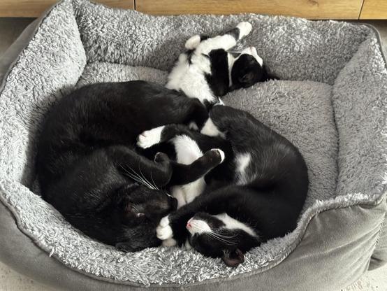 Drei schwarz-weiße Katzen, ein erwachsener Kater und zwei kleine Kitten, liegen in einem großen, kuscheligen Hundekissen.